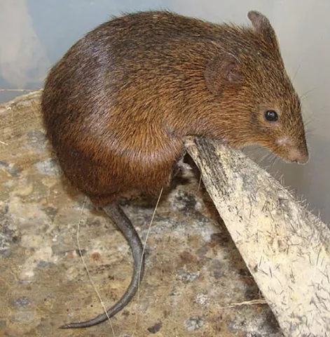 hocicudo: any South American rodent in the genus Oxymycterus
