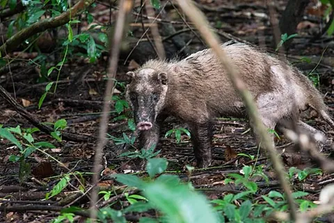 hog badger: any of the three species of mustelid in the genus Arctonyx