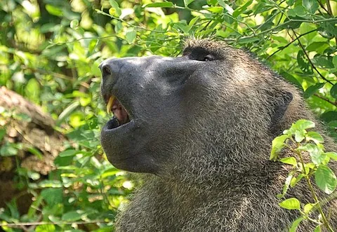 hog-faced ape: synonym of baboon (Papio spp.)
