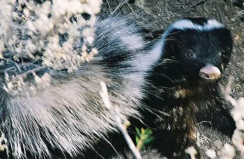 hog-nosed skunk: any animal of the genus Conepatus, found from southwester US through South America