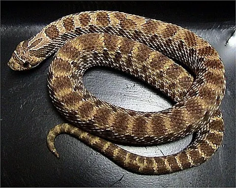hognose snake: heterodon (United States and northern Mexico)