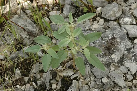 hogwort: woolly croton (Croton capitatus, syn. Heptallon graveolens), an annual plant of the southeastern US