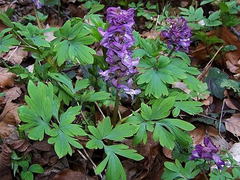 hollowwort: the plant Corydalis cava