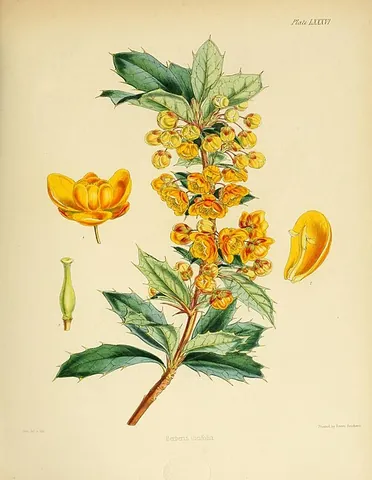 holly barberry: a shrub of species Berberis ilicifolia, native to southern South America used in basketweaving by...