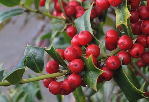 holly berry: a red berry (botanically a drupe) borne on hollies