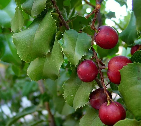 holly-leaved cherry: a species of cherry native to California, Prunus ilicifolia