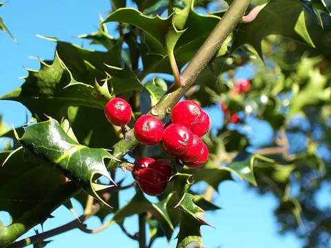 holly: any of various shrubs or (mostly) small trees, of the genus Ilex, either evergreen or deciduous,...