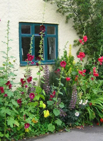 hollyhock: any of several flowering plants of the genus Alcea in the Malvaceae family