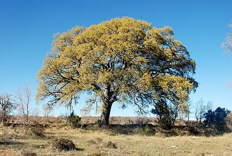 holm oak: an evergreen tree, Quercus ilex, native to the Mediterranean region