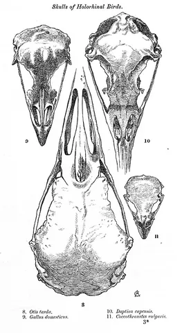 holorhinal: having the nasal bones contiguous (joined)