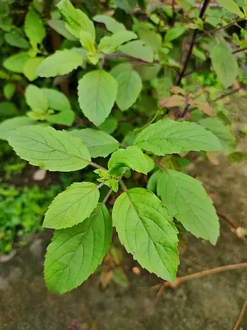 holy basil: ocimum tenuiflorum, an aromatic plant cultivated for religious, medicinal, and culinary purposes...