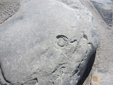 homescar: a shallow indentation in the surface of a rock, formed by the shell of a resident limpet that...