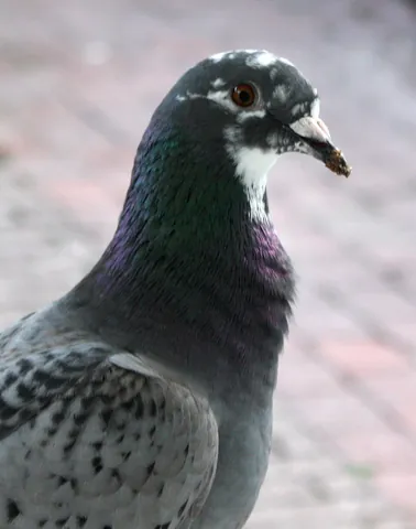 homing pigeon: a variety of domesticated rock pigeon (Columba livia) that has been selectively bred to be able to...