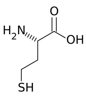 homocysteine: an amino acid which is monitored in the blood to estimate risk of cardiovascular disease