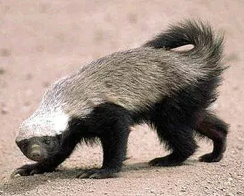honey badger: any member of the species Mellivora capensis of badger-like mustelids native to Africa, the Middle...
