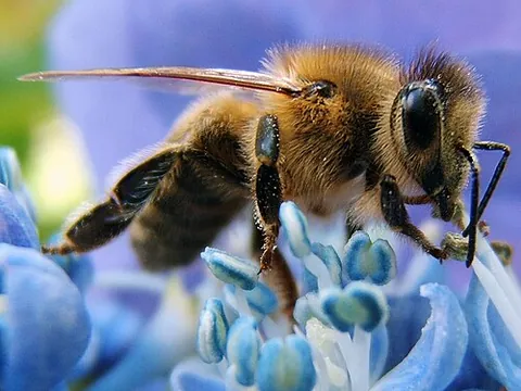 honey bee: any of many species of bee, in genus Apis, often kept commercially for honey, beeswax, and...