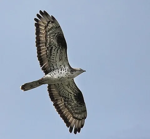 honey buzzard: european honey buzzard (Pernis apivorus), a summer migrant to most of Europe and western Asia,...
