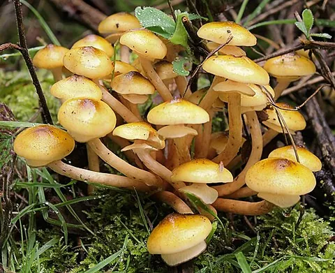 honey fungus: a parasitic mushroom of the genus Armillaria that lives on trees and shrubs