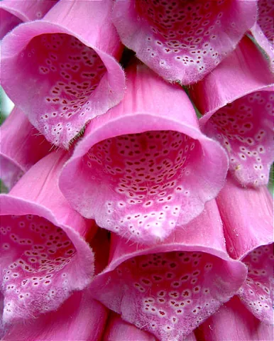 honey guide: a colorful spot or stripe on a flower indicating to insects the location of nectar production