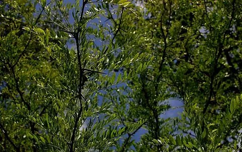 honey locust: a North American deciduous tree (Gleditsia triacanthos) having fragrant flowers, hard red wood, and...