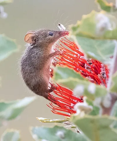 honey possum: tarsipes rostratus, a tiny nectarivorous Australian possum of Western Australia