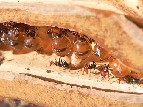 honey-pot ant: a type of ant from Australia, known for a class of individuals within the colony which have huge...