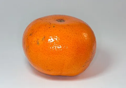 honey tangerine: a murcott; a hybrid tangerine (tangor) of unknown parentage, first grown in Florida