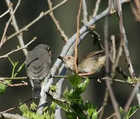 honeybird: any of several drab honeyguides, of the genus Prodotiscus, from sub-Saharan Africa
