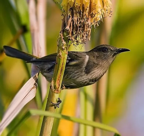 honeyeater: any of the many Australasian birds of the family Meliphagidae, which have a tongue adapted for...