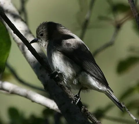 honeyguide: any of several brood-parasitic Old World tropical birds, of the family Indicatoridae, that...