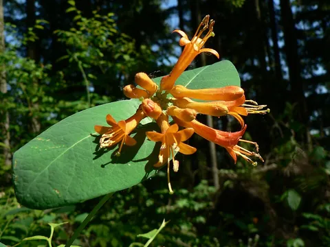 honeysuckle: any of the many species of arching shrubs and climbing vines of the genus Lonicera in the...