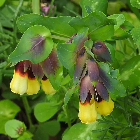 honeywort: any of the genus Cerinthe of flowering plants that attract bees
