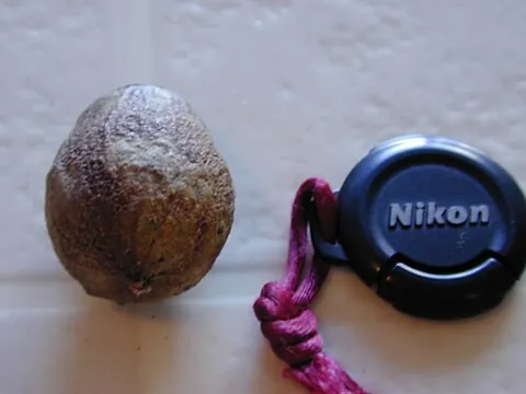 honkynut: the fruit of a bloodwood of Western Australia, Corymbia calophylla