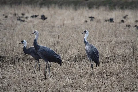 hooded crane: grus monacha, a bird of the crane (Gruidae) family, native to East Asia