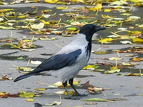 hooded crow: a grey and black Eurasian crow, Corvus cornix