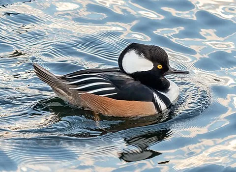 hooded merganser: a species of fish-eating duck, Lophodytes cucullatus