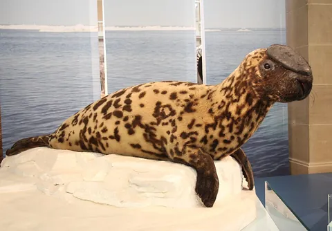 hooded seal: an arctic seal, Cystophora cristata, notable for the fleshy bulge on its forehead and nose