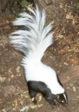 hooded skunk: a skunk native to Mexico and the southwestern US, Mephites macroura
