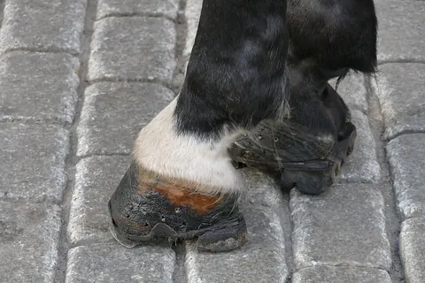 hoof: the tip of a toe of an ungulate such as a horse, ox or deer, strengthened by a thick keratin...