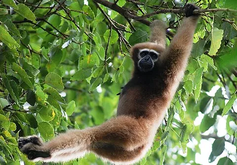 hoolock: any of the large gibbons of genus Hoolock of the family Hylobatidae