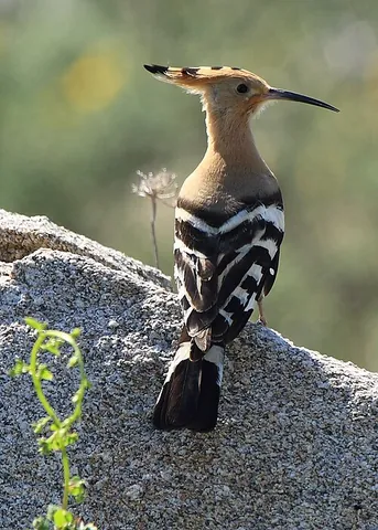 hoopoe: any Old World bird of genus Upupa, especially Upupa epops (Eurasian hoopoe), known for its...