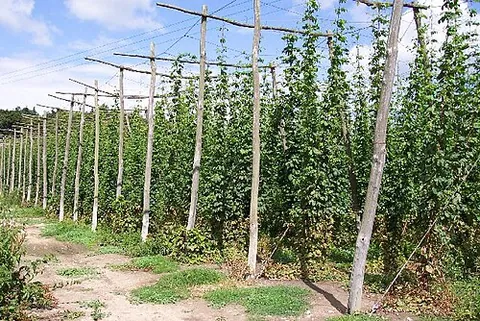 hop garden: a field, fields or farm where hops are grown