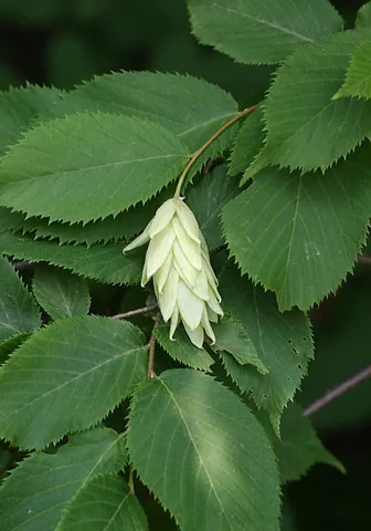hop hornbeam: a tree of the species Ostrya virginiana (American hophornbeam)