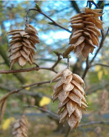 hophornbeam: any species of the genus Ostrya, with exceptionally dense wood and hop-like fruit
