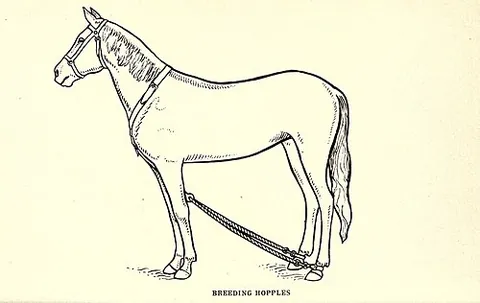 hopple: a fetter for horses or cattle when turned out to graze