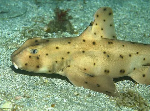 horn shark: any shark of the family Heterodontidae