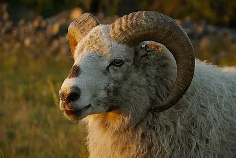 horn: a hard growth of keratin that protrudes from the top of the head of certain animals, usually paired
