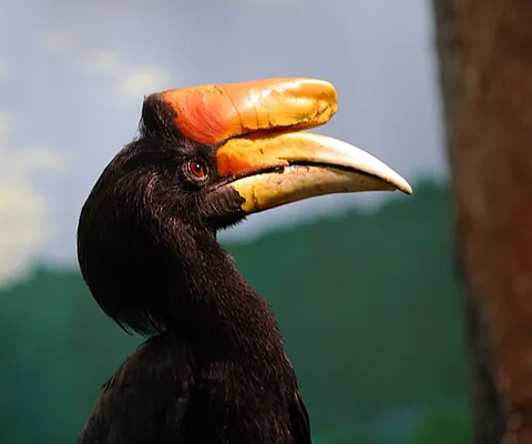 hornbill: any of various birds of the family Bucerotidae, with bills resembling a cow's horns. Many species...