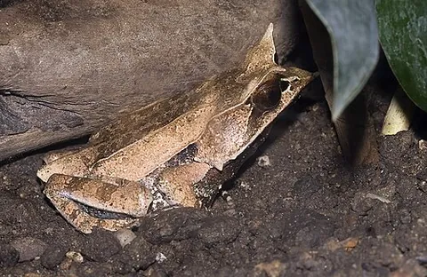 horned frog: any of several large carnivorous frogs, of the genus Megophrys, Pelobatrachus, and Ceratophrys,...