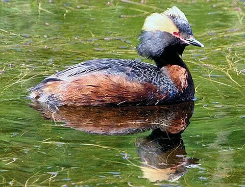 horned grebe: a type of grebe native to the Northern Hemisphere, Podiceps auritus, that has tufts of feathers...
